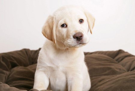 White puppy