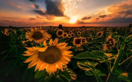 Field of Sunflowers in the Light of the Rising Sun - nature, sky, sunflowers, clouds, sun, field, lights