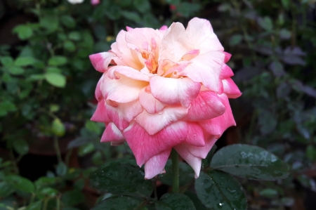 Rose - nature, today, rose, flower