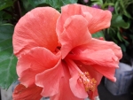 Orange Hibiscus