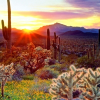 Nature Look During Sunset