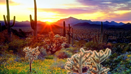 Nature Look During Sunset - cactus, nature, sky, flowers, sunset, mountains