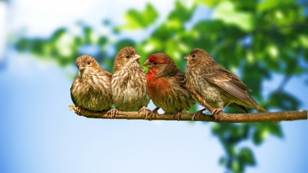 Four Sparrow Seating in Row - nature, trees, sparrow, birds