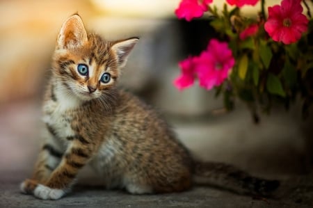 Blue-Eyed Kitten Near Petunia Flowers - flowers, animal, petunia, kitten, blue, eyes, cat