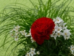 Red rose, White Jasmine Flowers