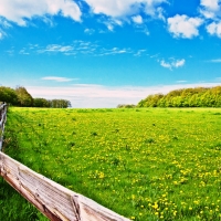 Yellow Flower Green Field