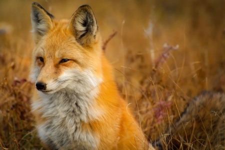 Fox - photo, animal, nature, fox