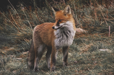 Fox - animal, fox, nature, photo