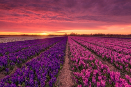 Dutch Flower Fields - nature, landscape, dutch, flowers, sunset, field