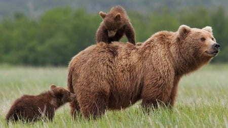 Bears - nature, cubs, animals, beas, grass