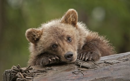 Bear cub - face, cub, bear, animal, cute, baby, urs, paw