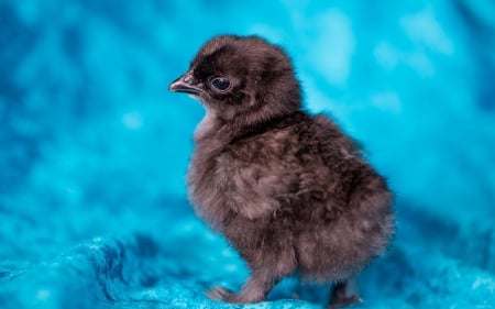 Black chick - bird, black, chicken, blue, pasare, chick