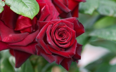 Red roses - red, summer, flower, rose, trandafir, vara, green