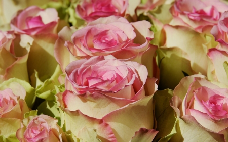 Roses - trandafir, skin, pink, rose, flower