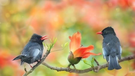 Once upon a time - flower, pasare, bird, black, sue hsu, couple