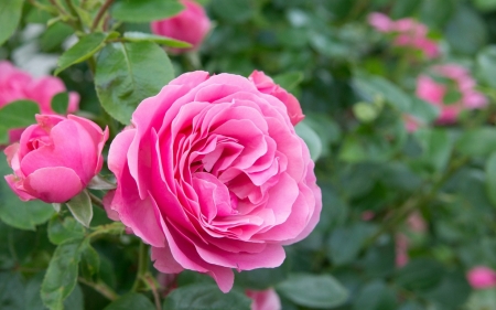 Rose - trandafir, pink, green, summer, rose, garden