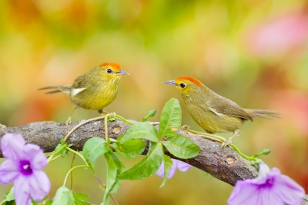 Birds - flower, bird, pasare, sue hsu, couple