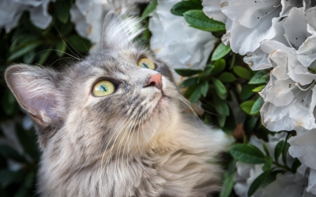 Cat - cat, pisica, eyes, flower