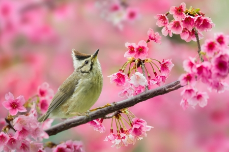 Bird - pink, blossom, sue hsu, spring, pasare, bird, flower