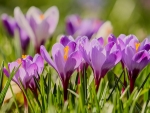 Crocuses