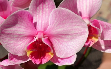 Orchid - skin, orchid, flower, pink