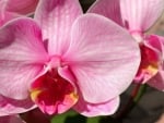 Orchid