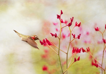 Hummingbird - Outdoor, Bird, Flowers, Flying