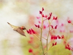 Hummingbird