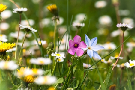 Wild Flowers - colors, field, flower, wild