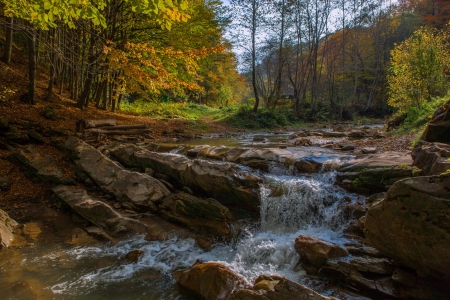 Fresh water - nature, water, fresh, forest