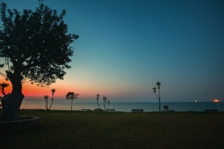 Sunset - nature, tree, sunset, wky