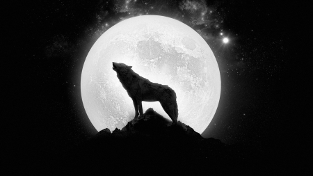 Wolf - full moon, wolf, animal, dog