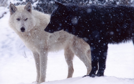 Wolf - black, white, animal, wolf