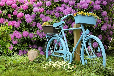 Bike - flowers, bike, photo, nature