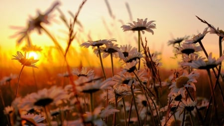 Morning Light - sky, blossoms, sun, flowers, colors, daisies