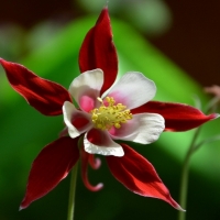 Red Star Flower