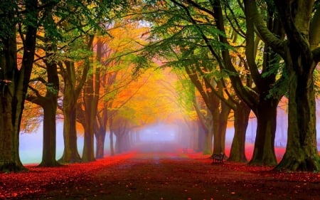 Endless Road - fall, trees, nature, autumn, mist, road, park, foliage