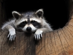 Raccoon