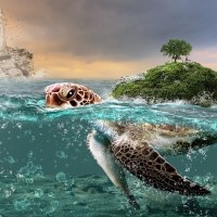 Tortoise island