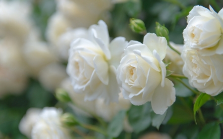 Roses - white, summer, green, rose, flower