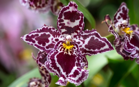 Orchid - white, orchid, flower, pink