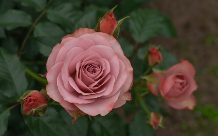 Rose - trandafir, vara, pink, green, summer, rose, flower