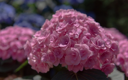 Hydrangea - vara, pink, hydrangea, summer, flower