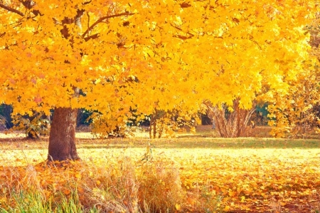 Golden Autumn - garden, grassland, landscape, trees, park