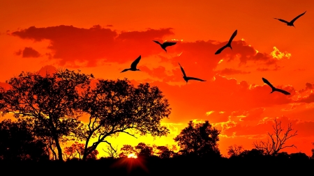 SUNSET - evening, birds, sunset, nature