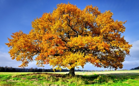 OAK TREE from SWEDEN - landscape, sweden, nature, autumn