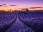 Lavender Fields at Sunset