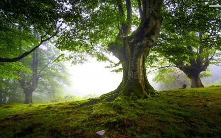 Mossy Trees in Fog - moss, trees, nature, fog