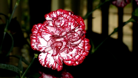 Carnation close-up