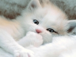 Cute Kitty